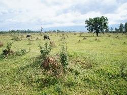 #PZ494 - Fazenda para Venda em Pindamonhangaba - SP - 2