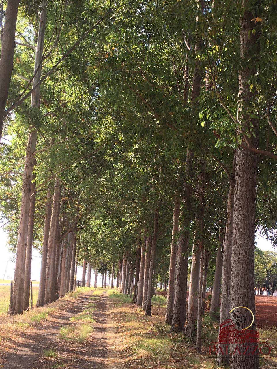 Terreno, 65 hectares - Foto 4