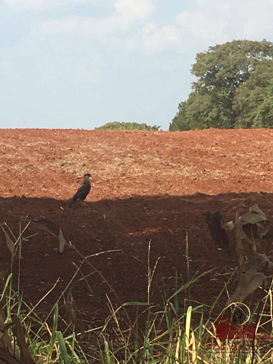 Terreno, 65 hectares - Foto 5