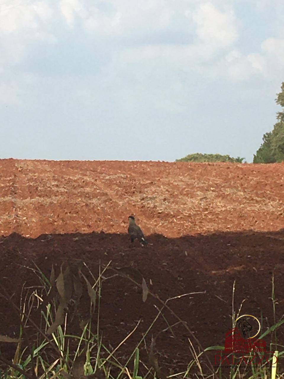 Terreno, 65 hectares - Foto 2